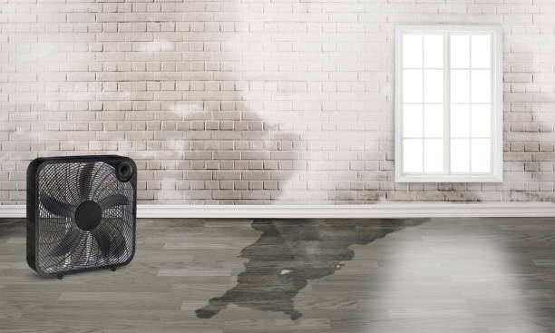 Best Water damage cleanup near me  in Frankfort, IN